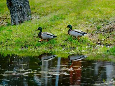 May Holidays at Zavidovo May Holidays at Zavidovo